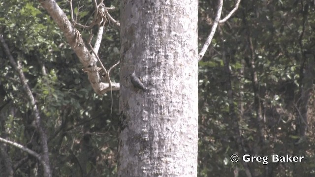 Chestnut-bellied Nuthatch - ML201843371