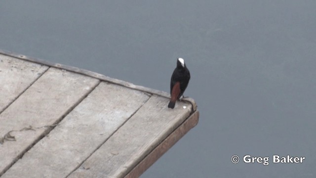 White-capped Redstart - ML201843411