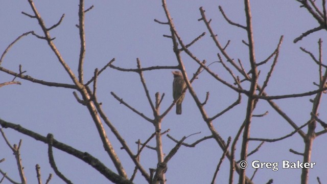 Lineated Barbet - ML201843421