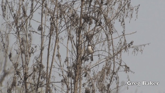 Prinia de Hodgson - ML201843451