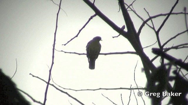 橙胸綠鳩 - ML201843521