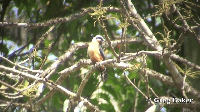 Collared Falconet - ML201843561