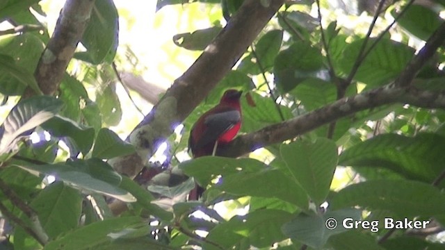 Red-headed Trogon - ML201843571