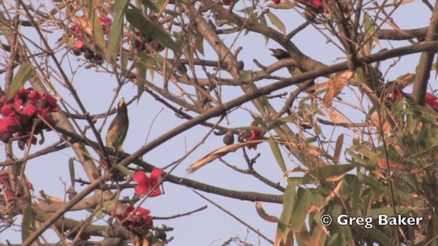 Büyük Barbet - ML201843611