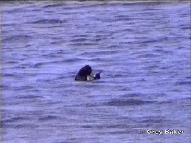 Ring-necked Duck - ML201843641