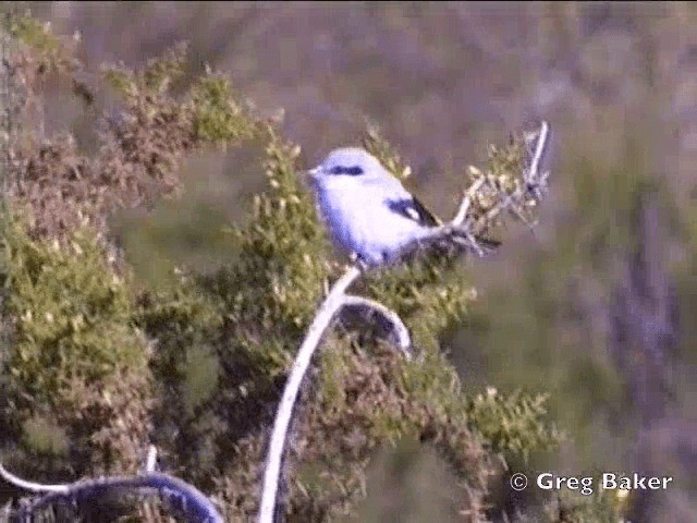 Great Gray Shrike (Great Gray) - ML201843651