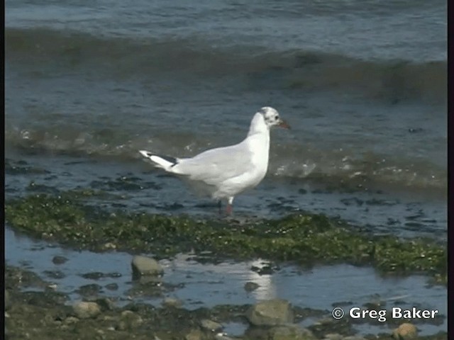 Brown-hooded Gull - ML201843711
