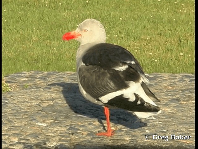 Dolphin Gull - ML201843731