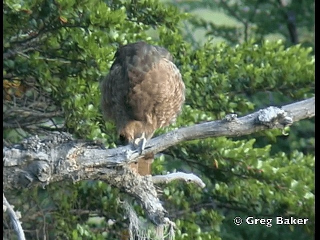 Chimango Caracara - ML201843771