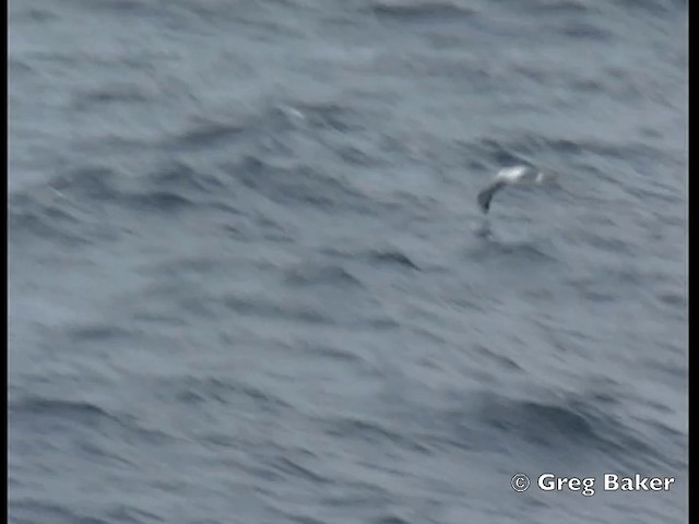 Southern Royal Albatross - ML201843801