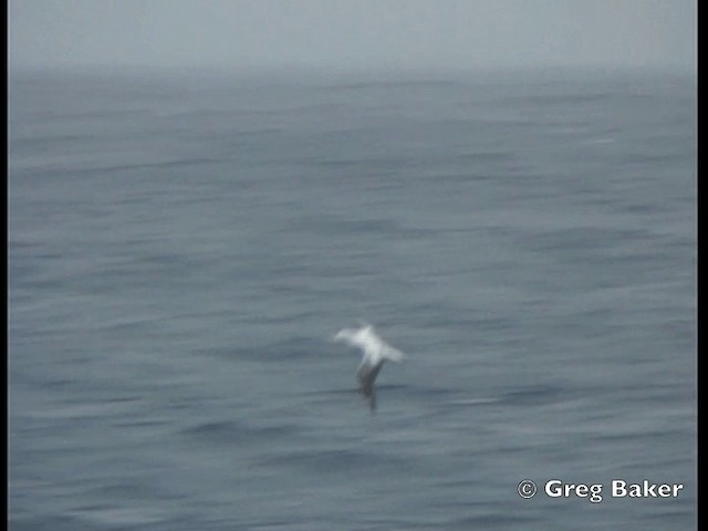 Southern Royal Albatross - ML201843811