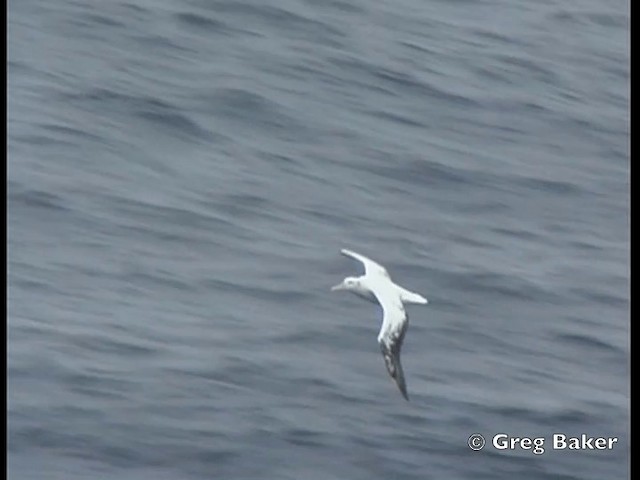 Albatros Viajero - ML201843821