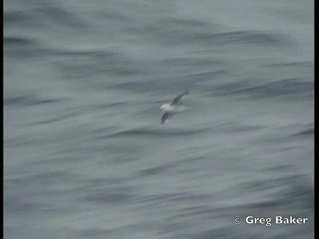 Southern Fulmar - ML201843841