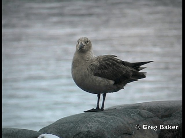 South Polar Skua - ML201843851