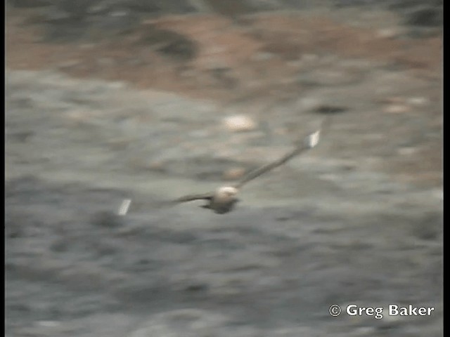 South Polar Skua - ML201843861