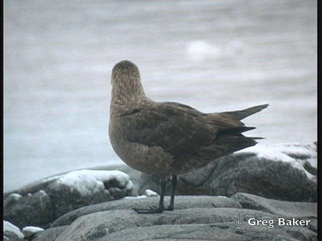 South Polar Skua - ML201843871