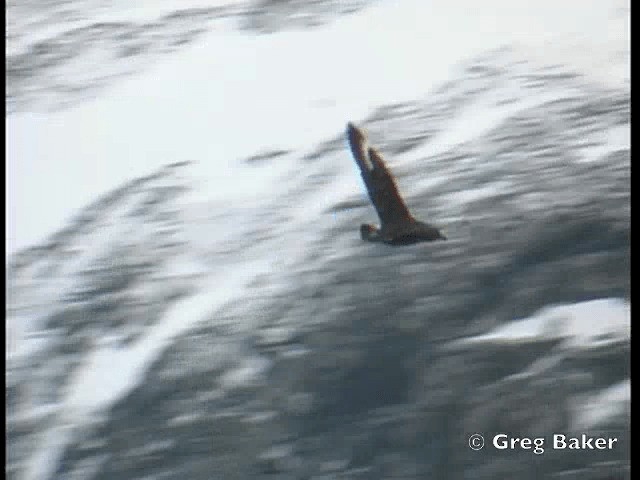 South Polar Skua - ML201843881