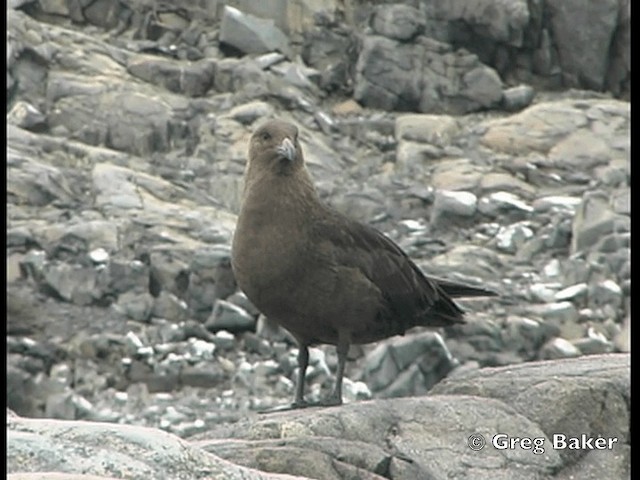 South Polar Skua - ML201843891