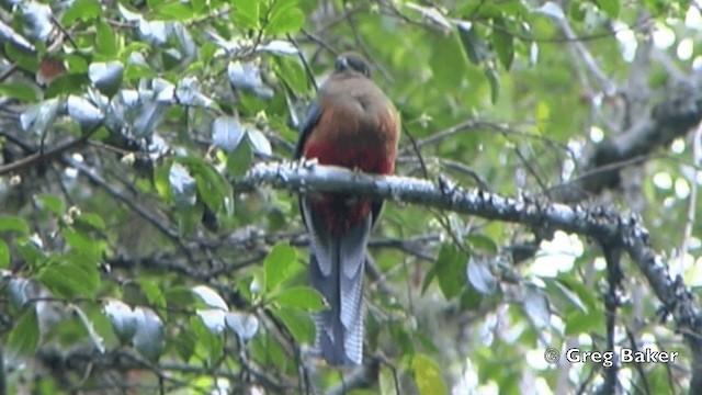 Çizgili Kuyruklu Trogon - ML201843911