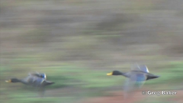 Yellow-billed Duck - ML201844021