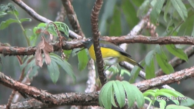 Колоратка чорногорла - ML201844051