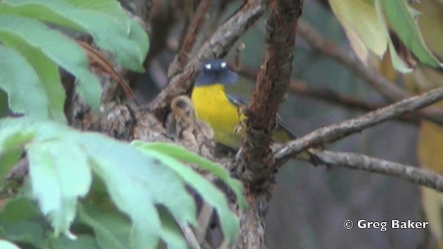 Колоратка чорногорла - ML201844061