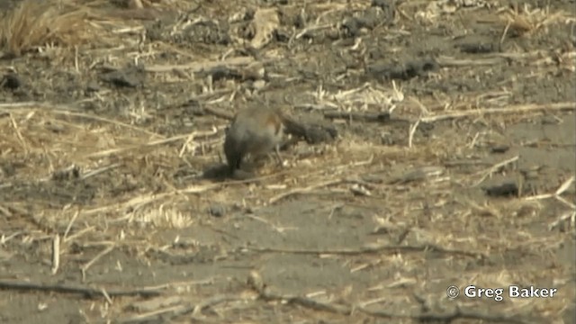 Northern Gray-headed Sparrow - ML201844081