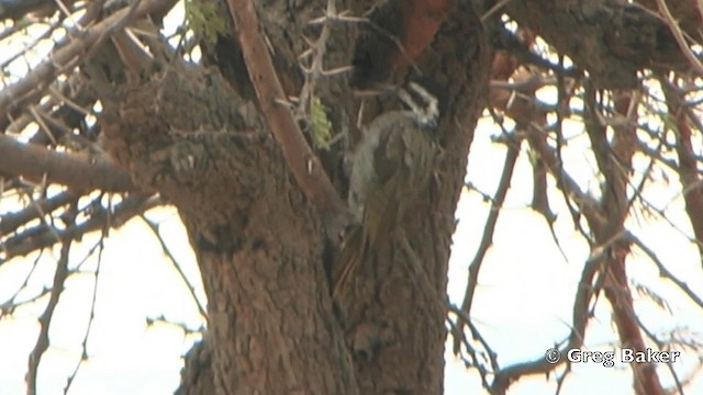 Bearded Woodpecker - ML201844111