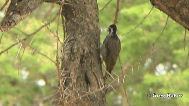 Bearded Woodpecker - ML201844121