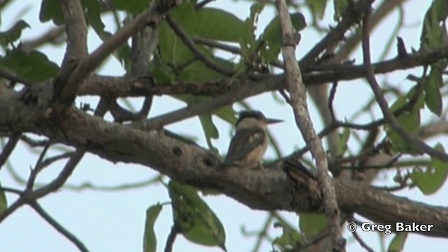 Striped Kingfisher - ML201844141