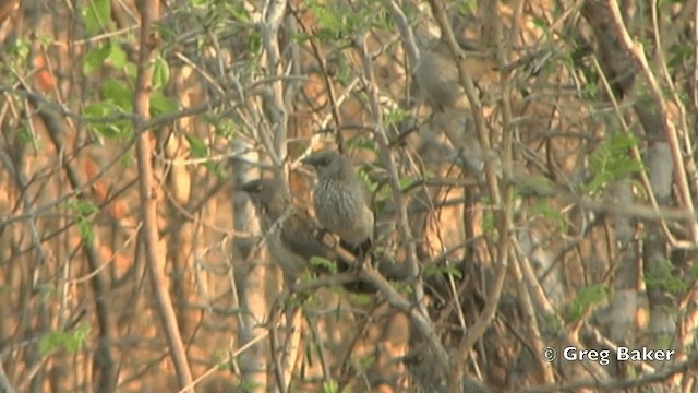 Arrow-marked Babbler - ML201844171