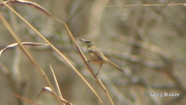 Tawny-flanked Prinia - ML201844191