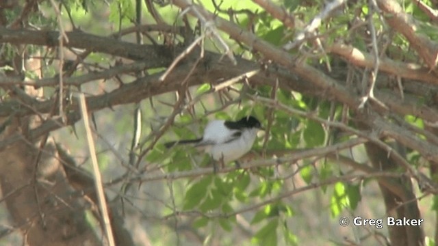 Black-backed Puffback - ML201844251