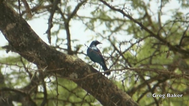 Lesser Blue-eared Starling (Miombo) - ML201844271