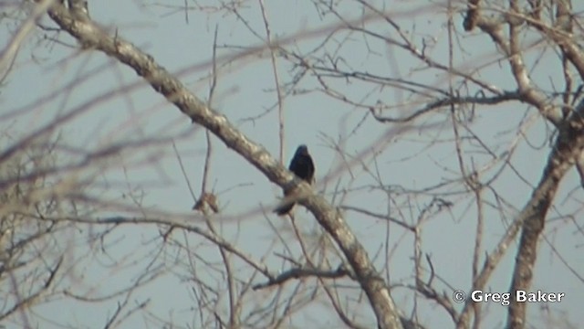 Black Cuckoo - ML201844311