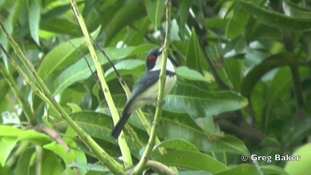 Black-throated Wattle-eye - ML201844361