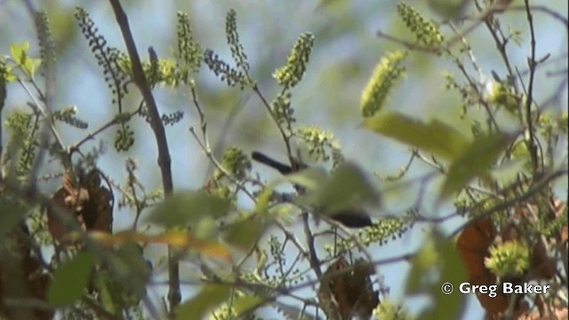 Purple-banded Sunbird - ML201844421