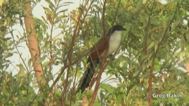 Senegal Coucal - ML201844491