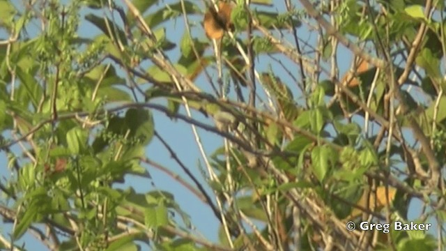 Apalis à gorge jaune (groupe flavida) - ML201844501