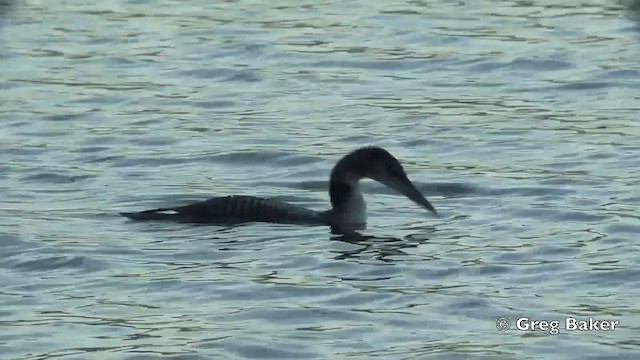 Common Loon - ML201844541