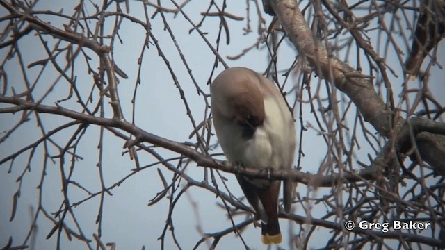 Bohemian Waxwing - ML201844561