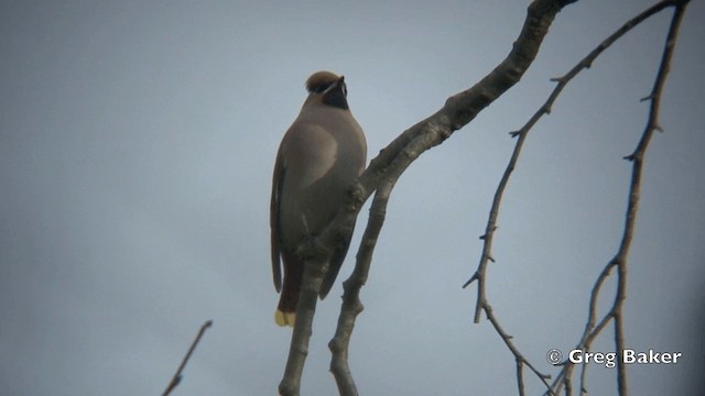 Bohemian Waxwing - ML201844571