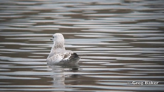 Goéland cendré (canus) - ML201844621