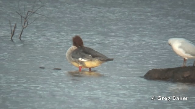 カワアイサ（merganser／orientalis） - ML201844671