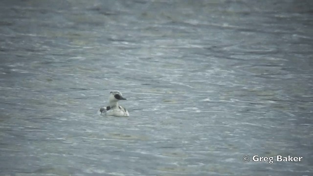 Smew - ML201844681