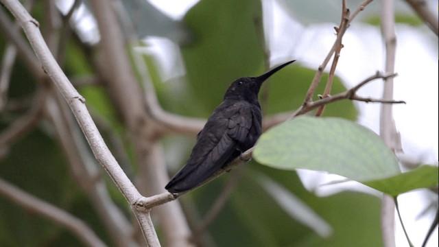 kolibřík jamajský - ML201844741