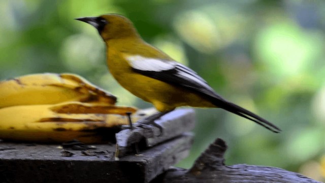 Oriole de Jamaïque - ML201844761