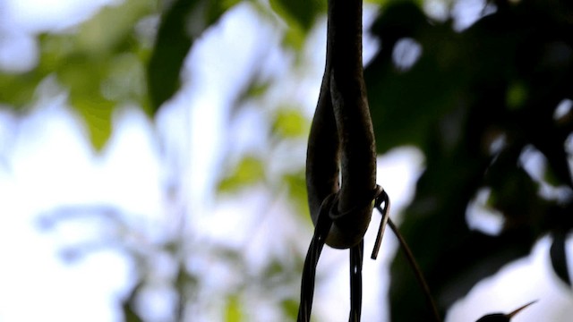 Colibrí Portacintas (piquirrojo) - ML201844771