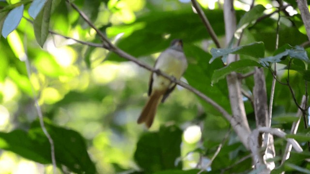 Rufous-tailed Flycatcher - ML201844791