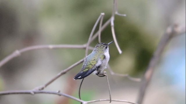 Vervain Hummingbird - ML201844831